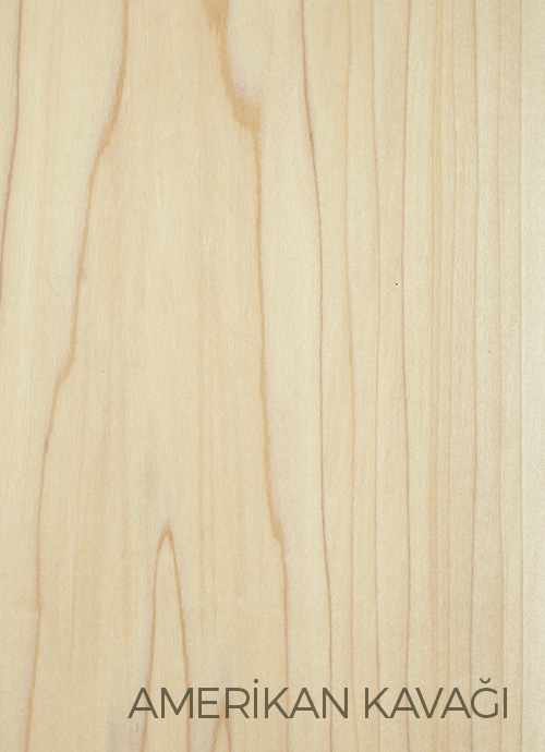 Amerikan Kavak