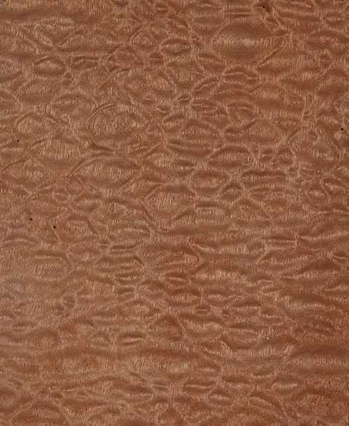 Sapelli Pamela